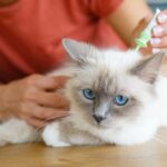 Types of pests your pet brings inside the house