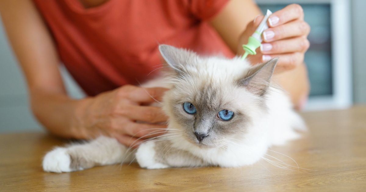 Types of pests your pet brings inside the house