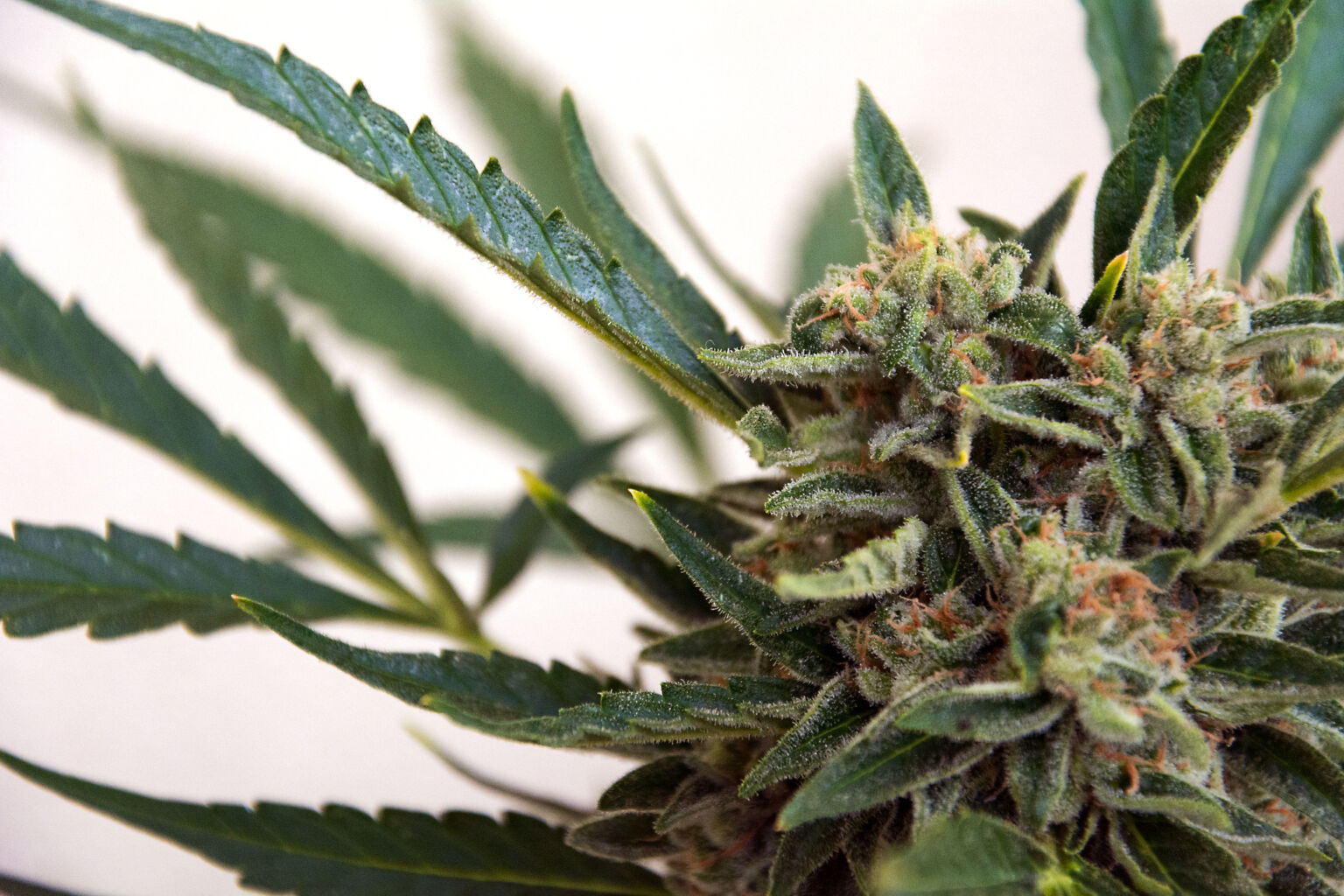 Marijuana (hemp, ganja, weed or cannabis) flower
