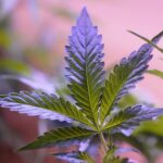 Marijuana plants