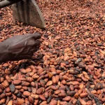 Ivorian cocoa farmer checking whether the beans have dried sufficiently in the sun
