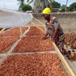 Cocoa bean drying system for the COVIMA chocolate factory.
