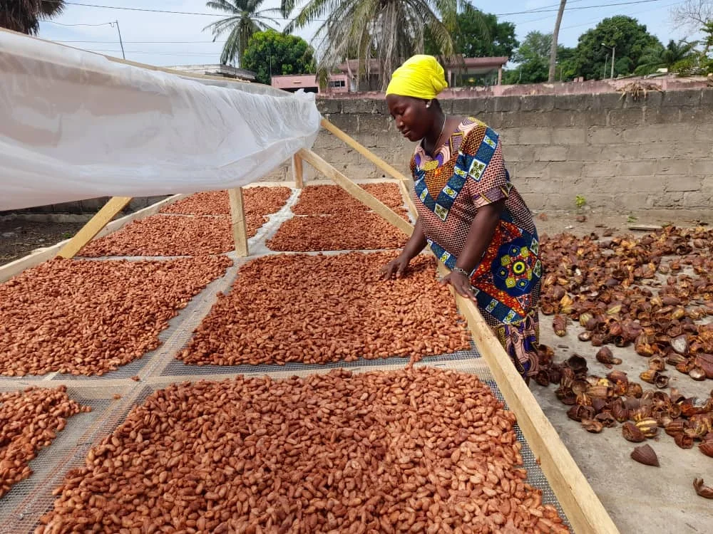 Cocoa bean drying system for the COVIMA chocolate factory.