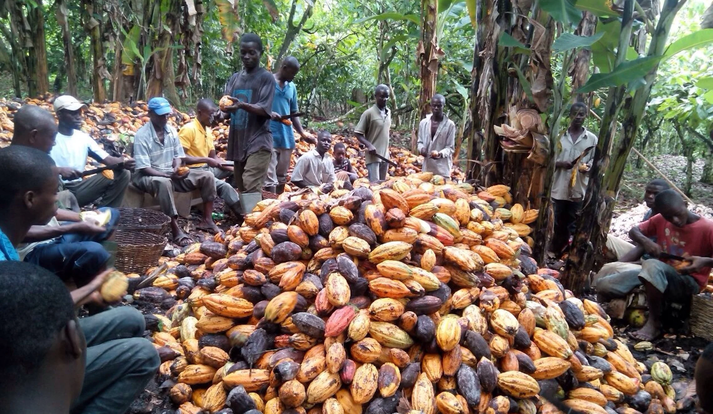 Cocoa farmers separate the cocoa beans from the pots during harvest time.
