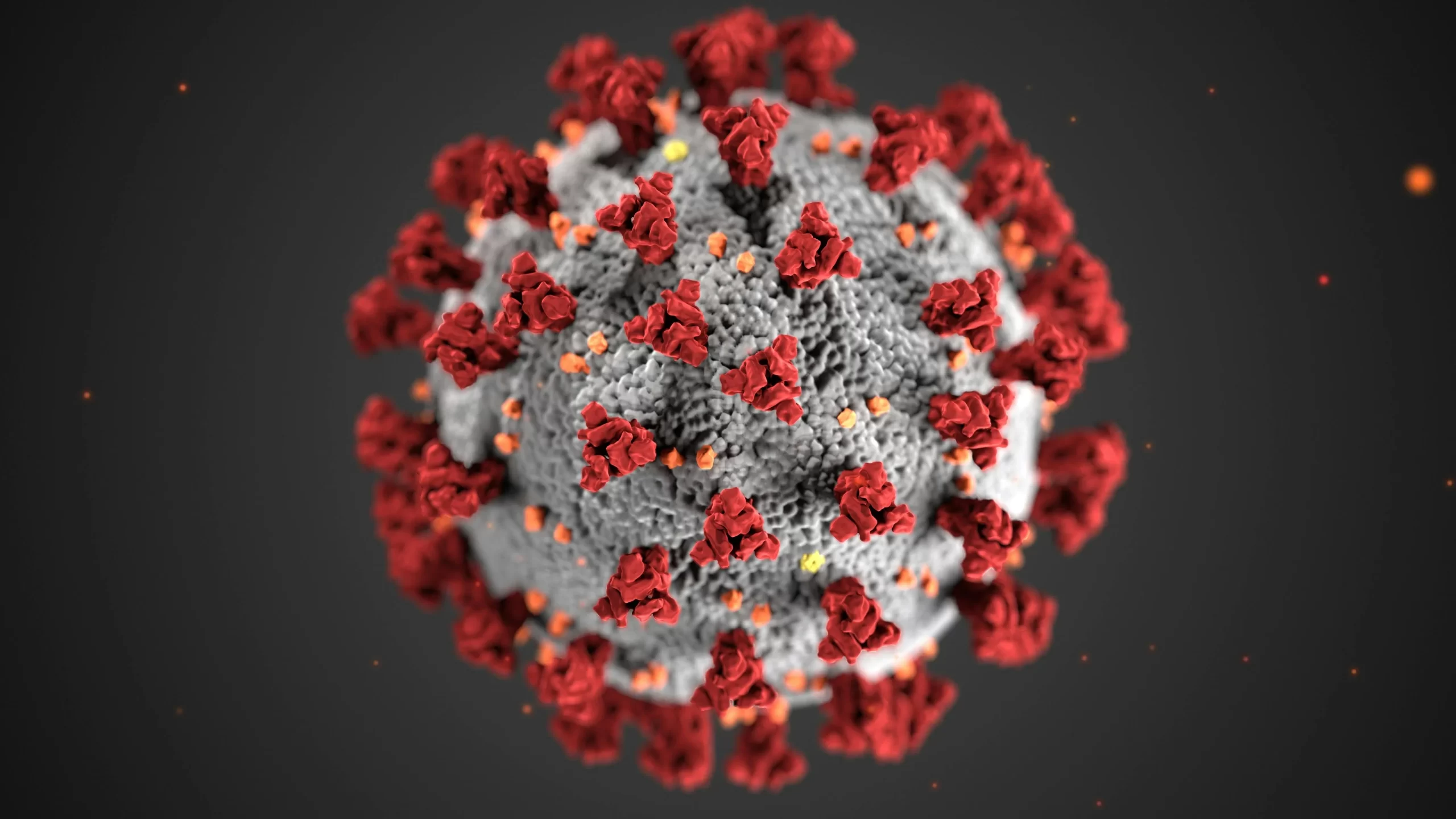Structure of a coronavirus.