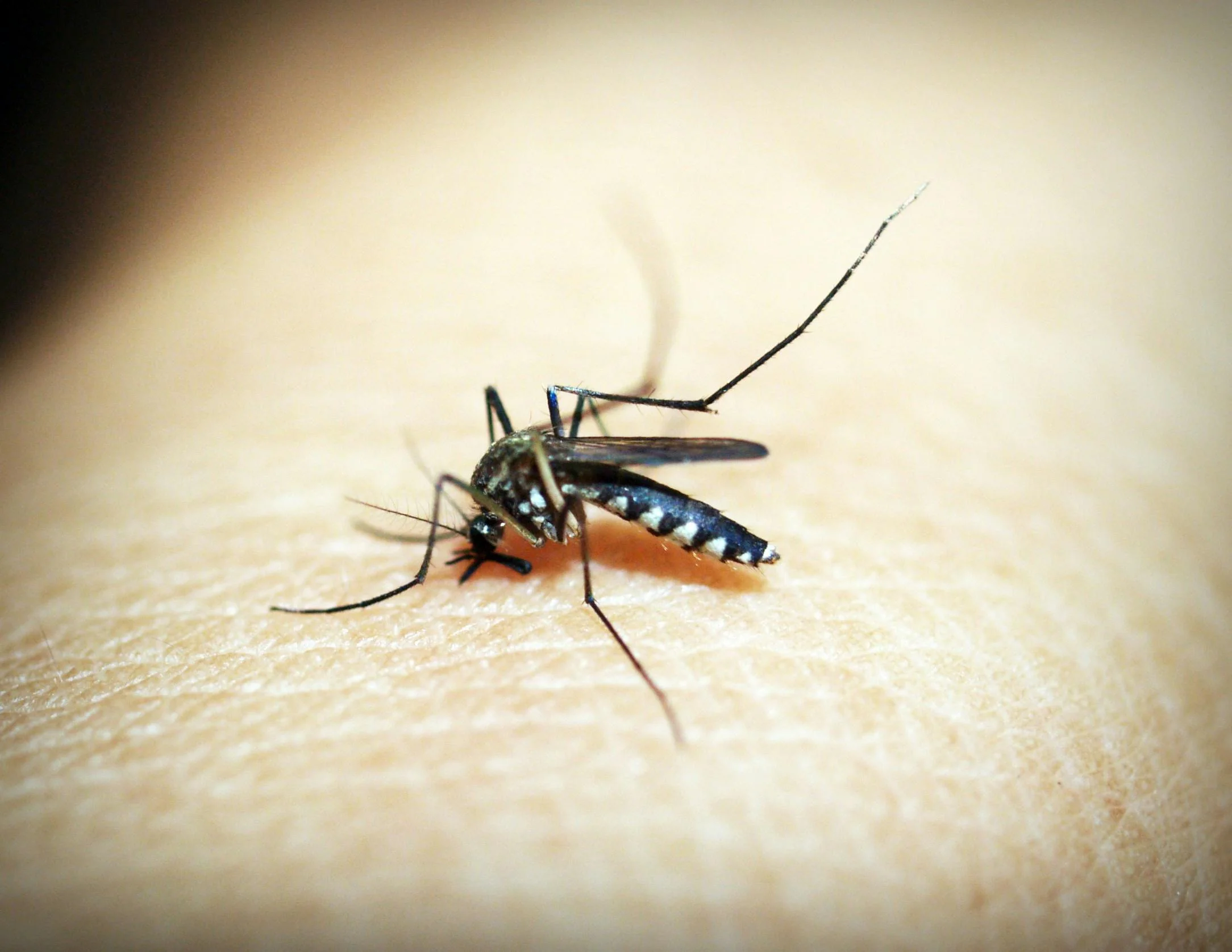 A mosquito feeding on human skin.