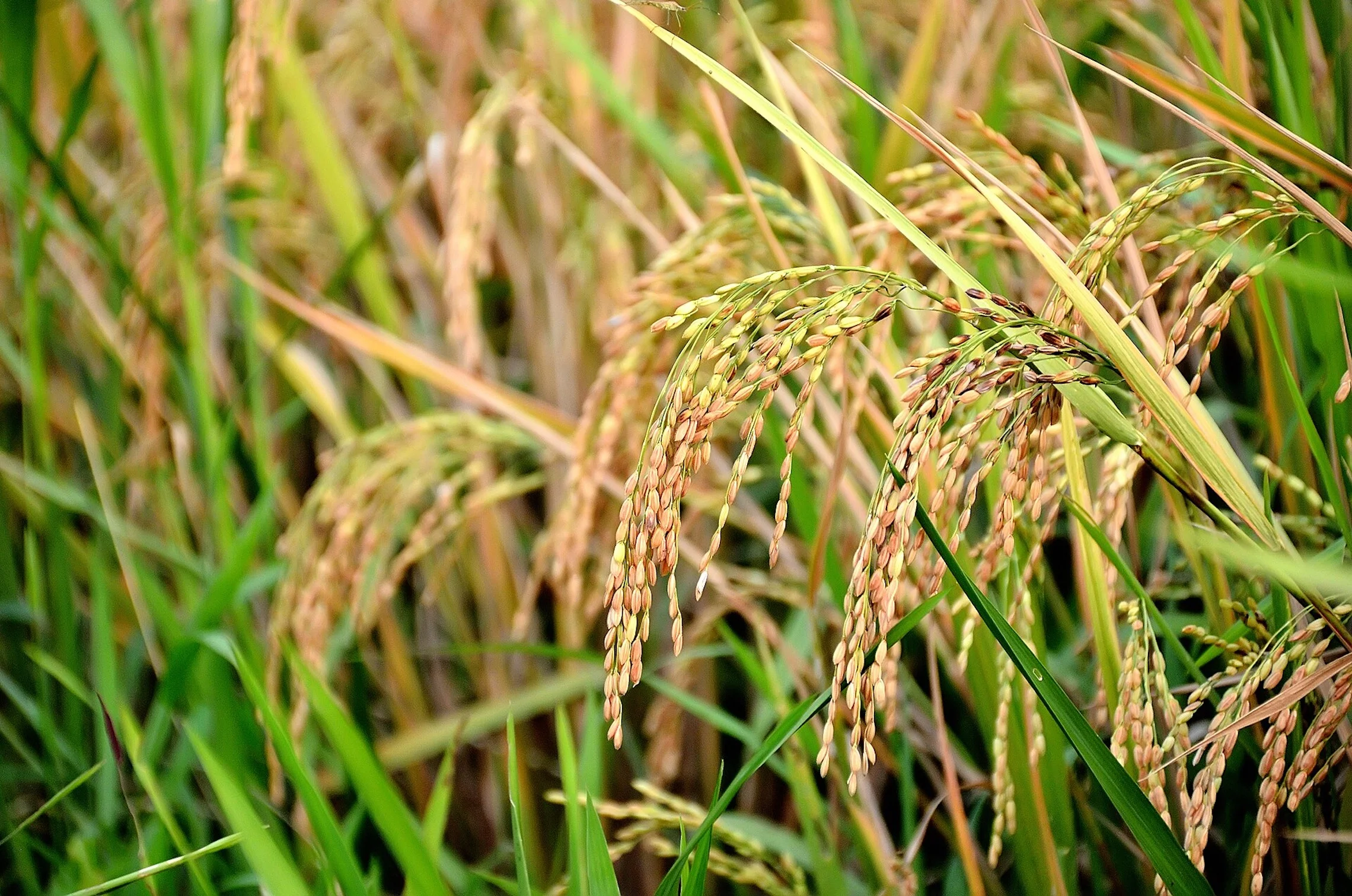 Mature Rice in India.